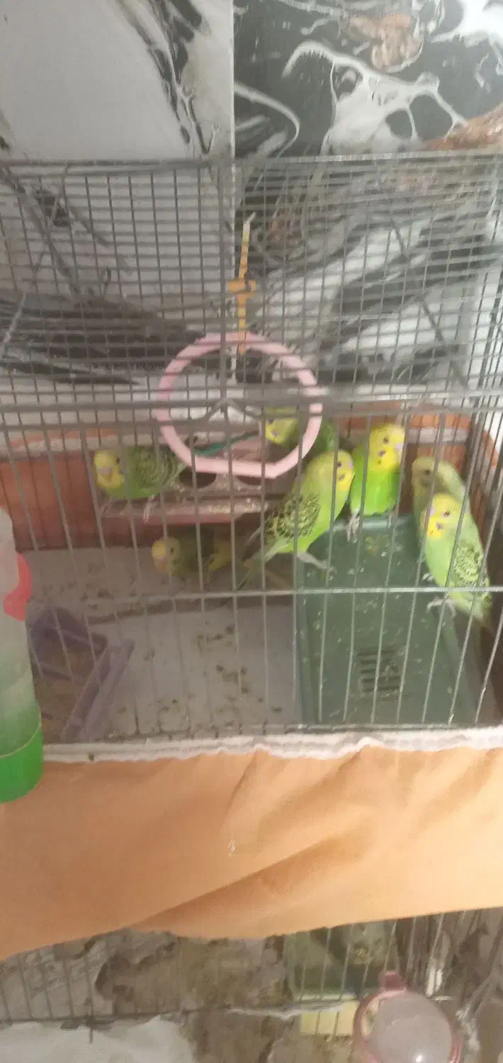 مرغ عشق از گلچینی از بهترین نژادها|پرنده|خمینی‌شهر, |دیوار