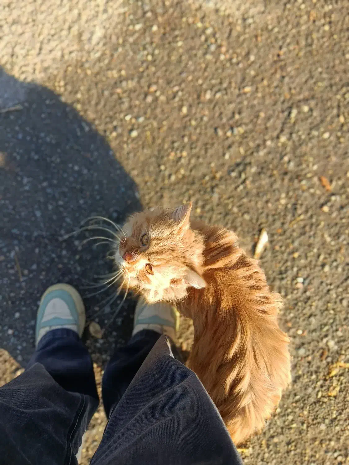 گربه پیدا شده|حیوانات|مشهد, کوی المهدی|دیوار