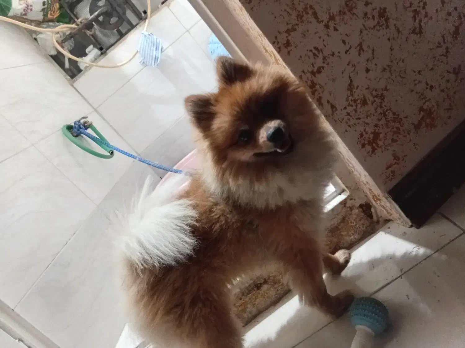 سگ پامرین گم شده مژدگانی ده میلیونی|حیوانات|فردوسیه, |دیوار