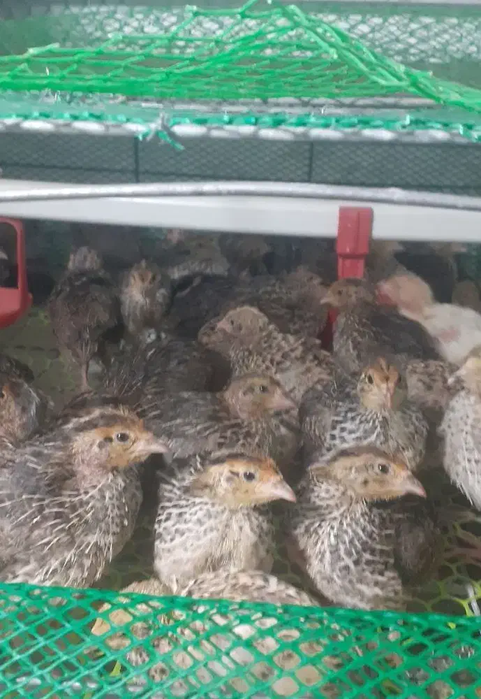 جوجه بلدرچین ۱۵ روزه|حیوانات مزرعه|رشت, بازار|دیوار