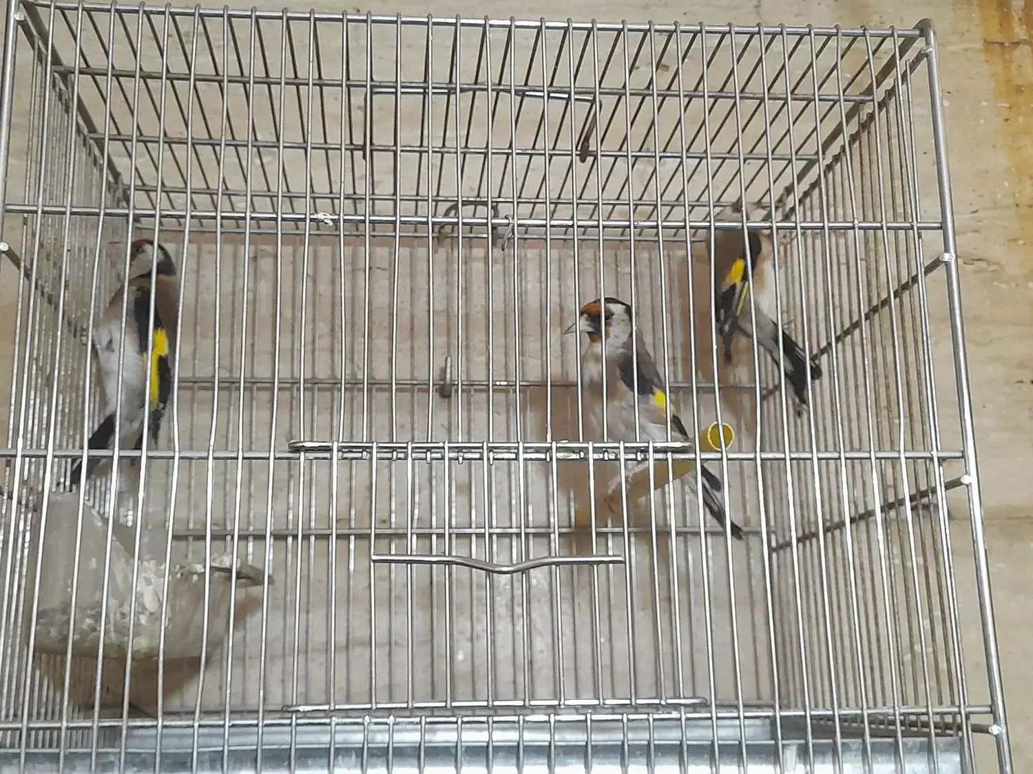 سهره و سهره سبز و گل بسر|پرنده|پردیس, فاز ۴|دیوار