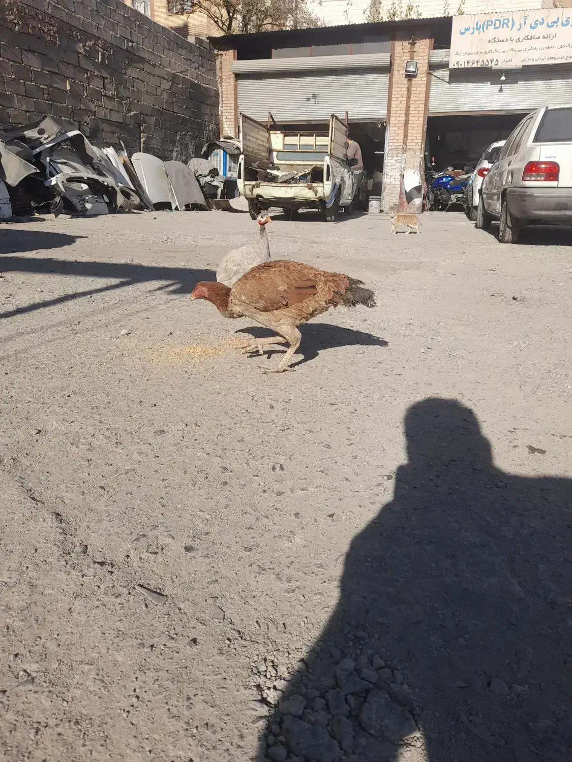 مرغ لاری زینتی|پرنده|اسلام‌شهر, شهرک لاله|دیوار