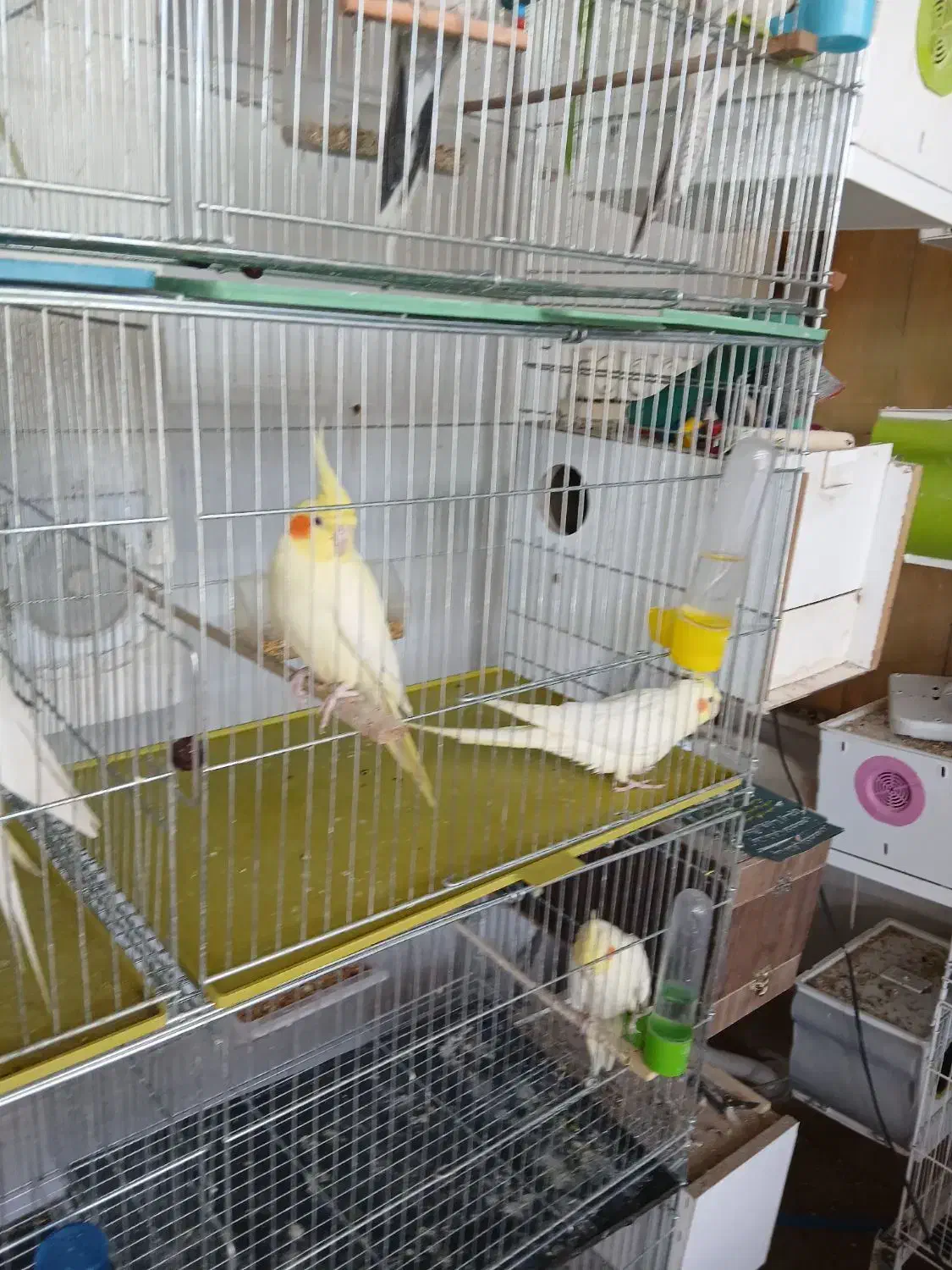 پرنده|پرنده|سنندج, |دیوار