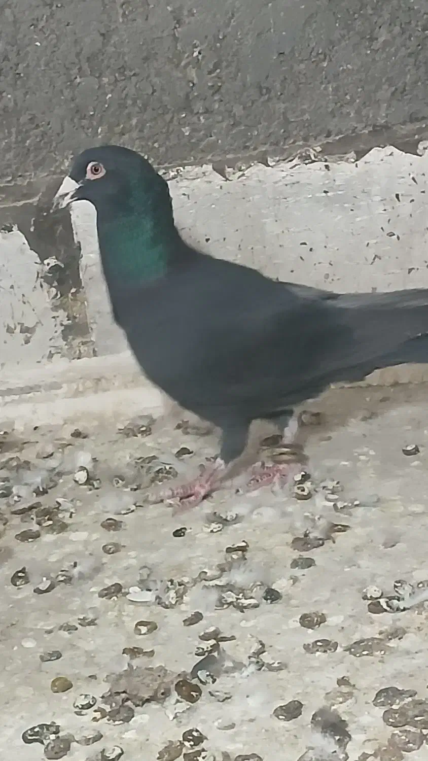 کبوتر|پرنده|بجنورد, |دیوار