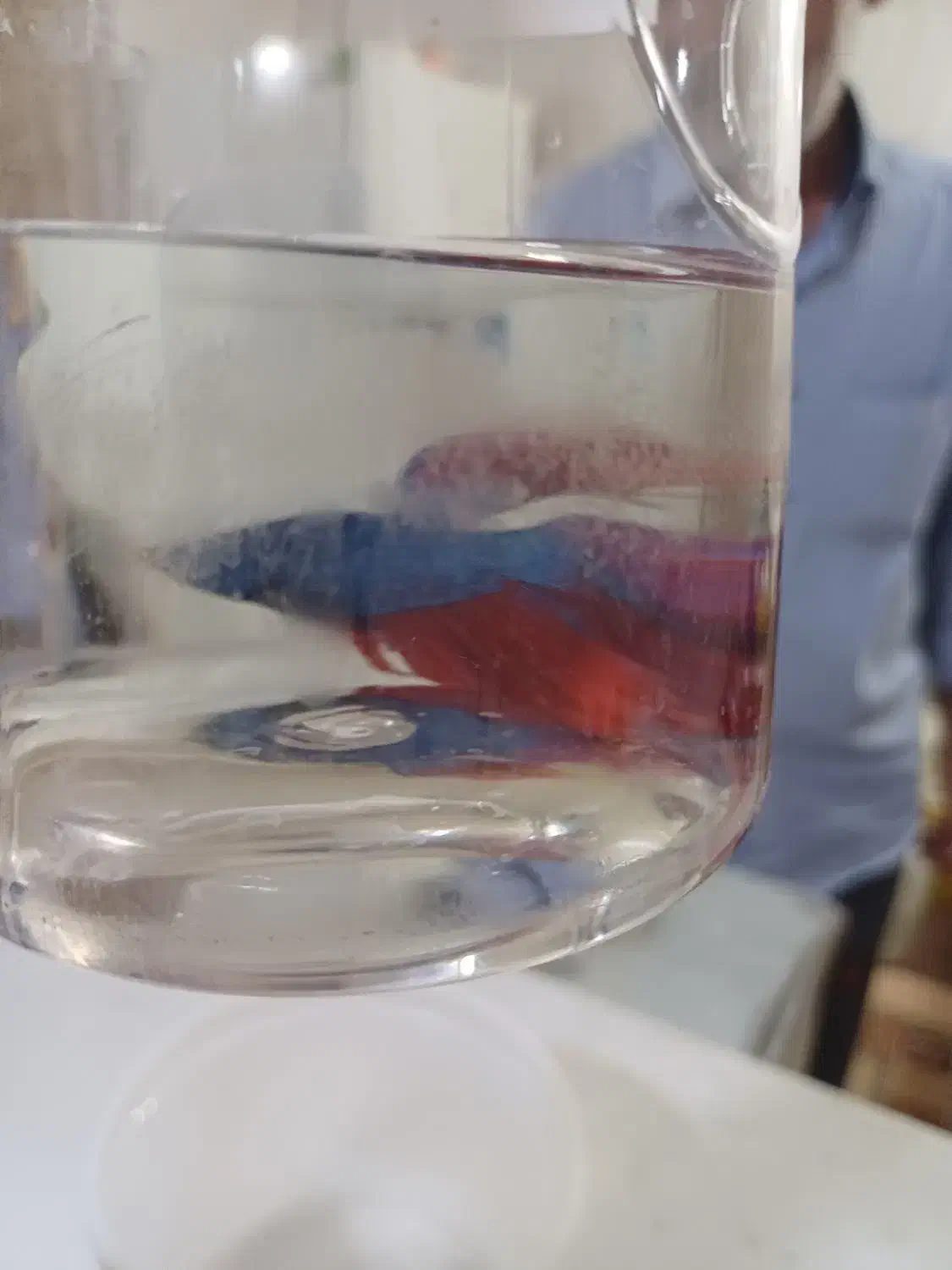 فایتر|ماهی|قم, کلهری|دیوار