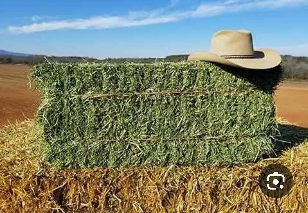 بیده یونجه|حیوانات مزرعه|بردسیر, |دیوار