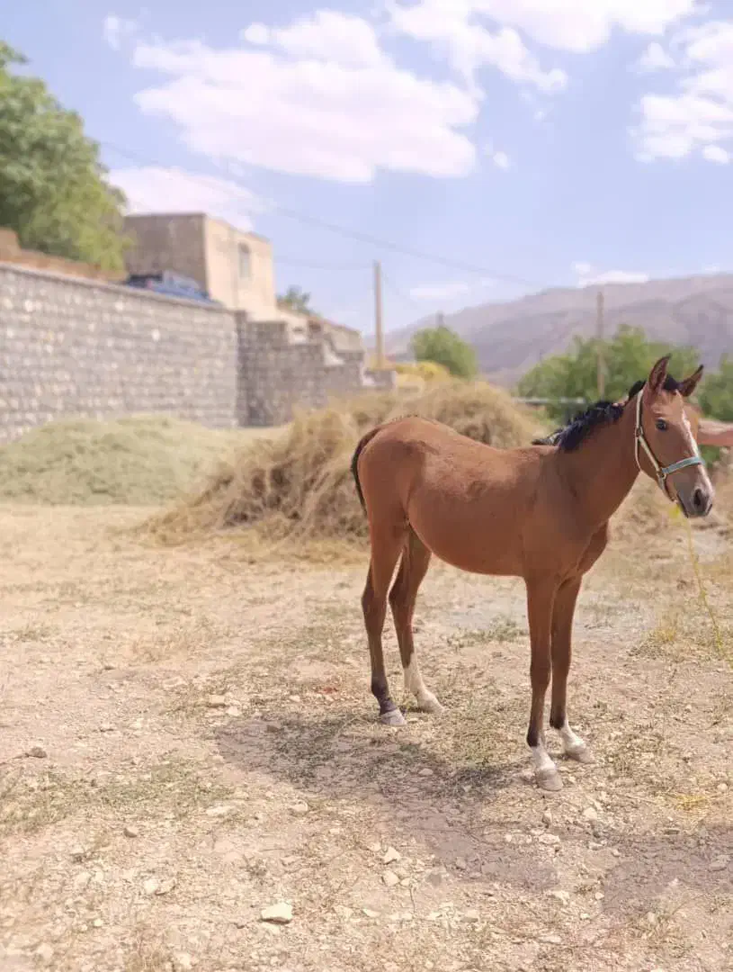 کره مادیان اصیل سالار بختیاری|اسب و تجهیزات اسب‌سواری|فولادشهر, B4|دیوار