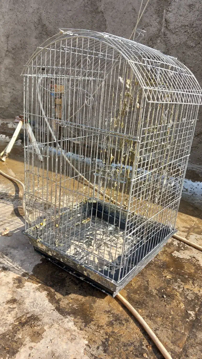 یک عدد قفس پرنده سایز بزگ فروشی|لوازم جانبی حیوانات|پیشوا, |دیوار