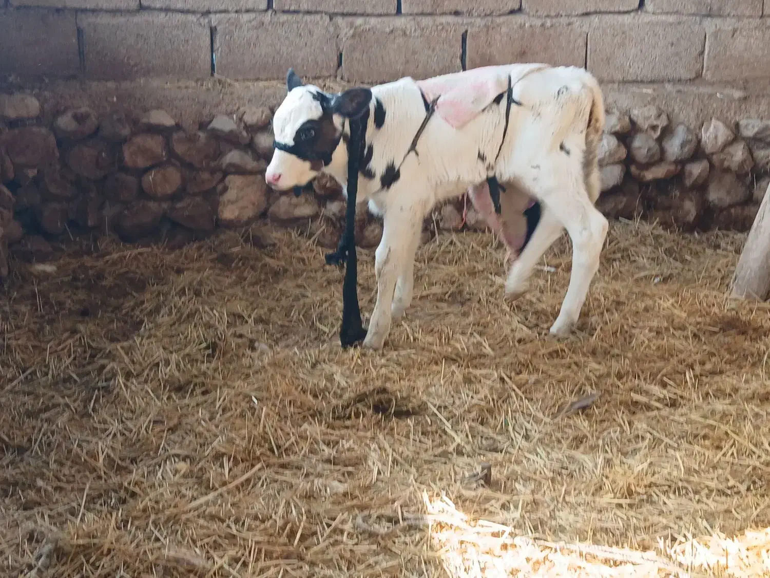 گاو|حیوانات مزرعه|رستم, |دیوار