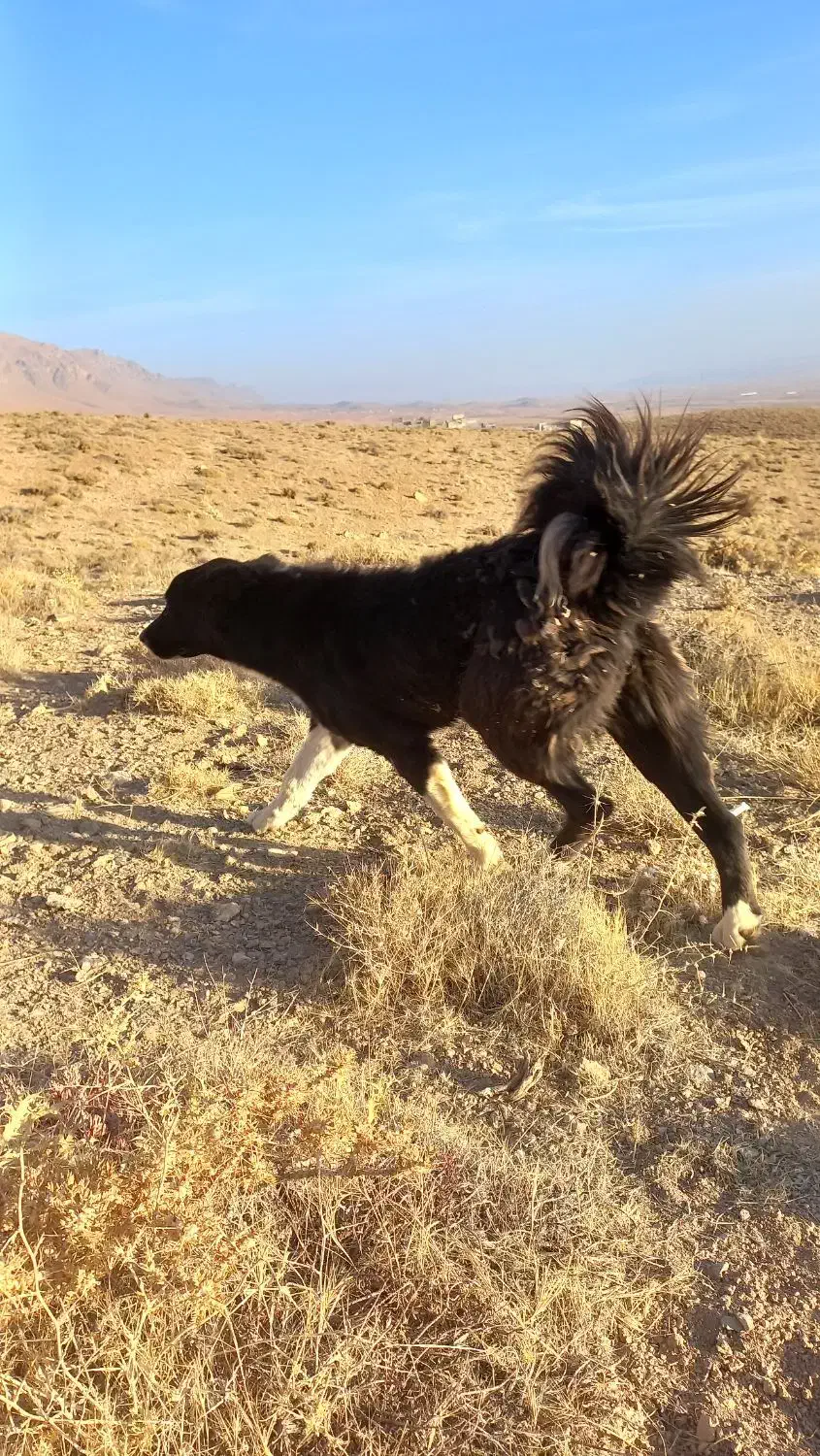 توله لاس ده ماهه گله ای|سگ|چادگان, |دیوار