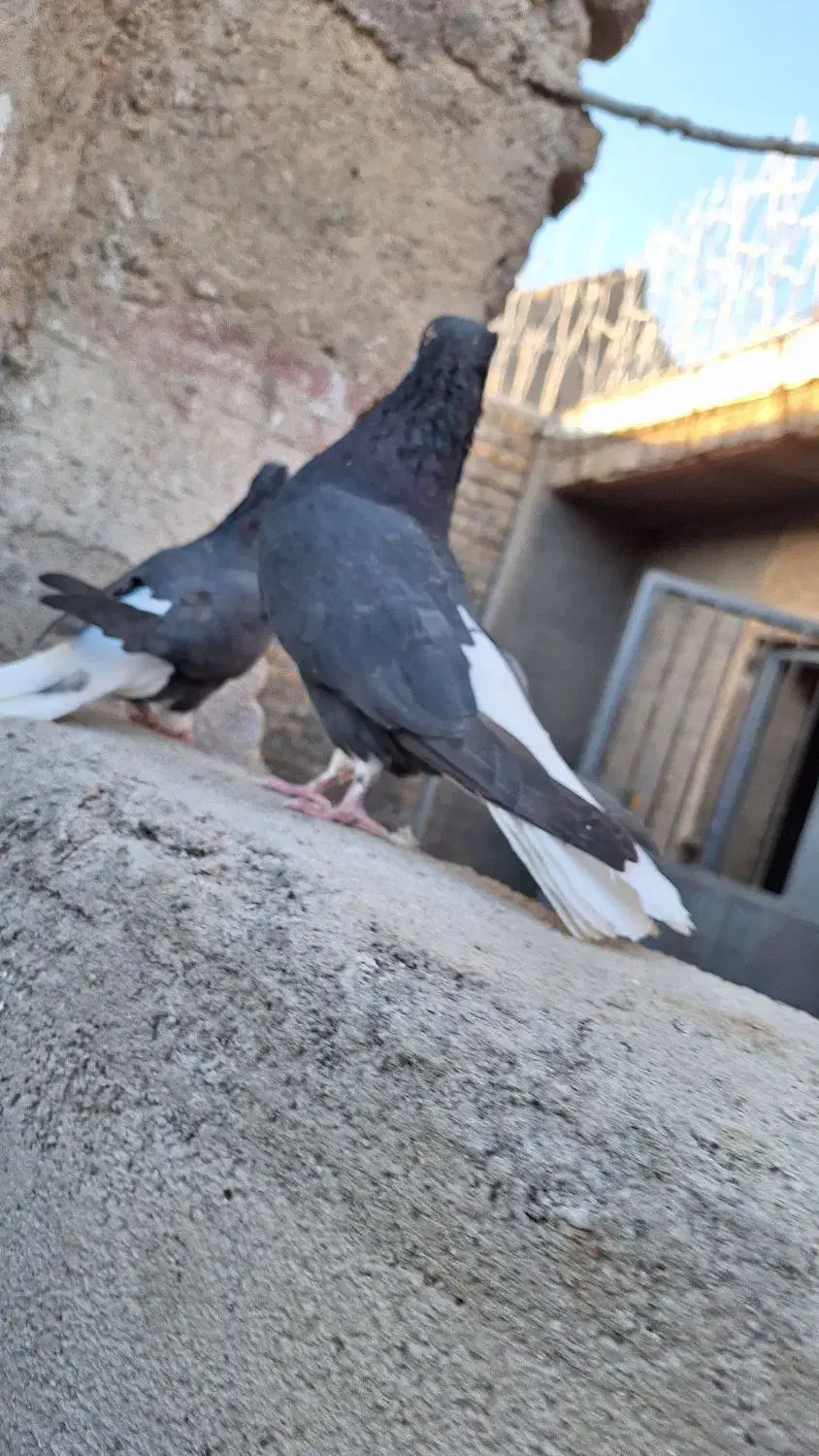 نر ماده زاغ دم اسبی|پرنده|خرم‌آباد, |دیوار