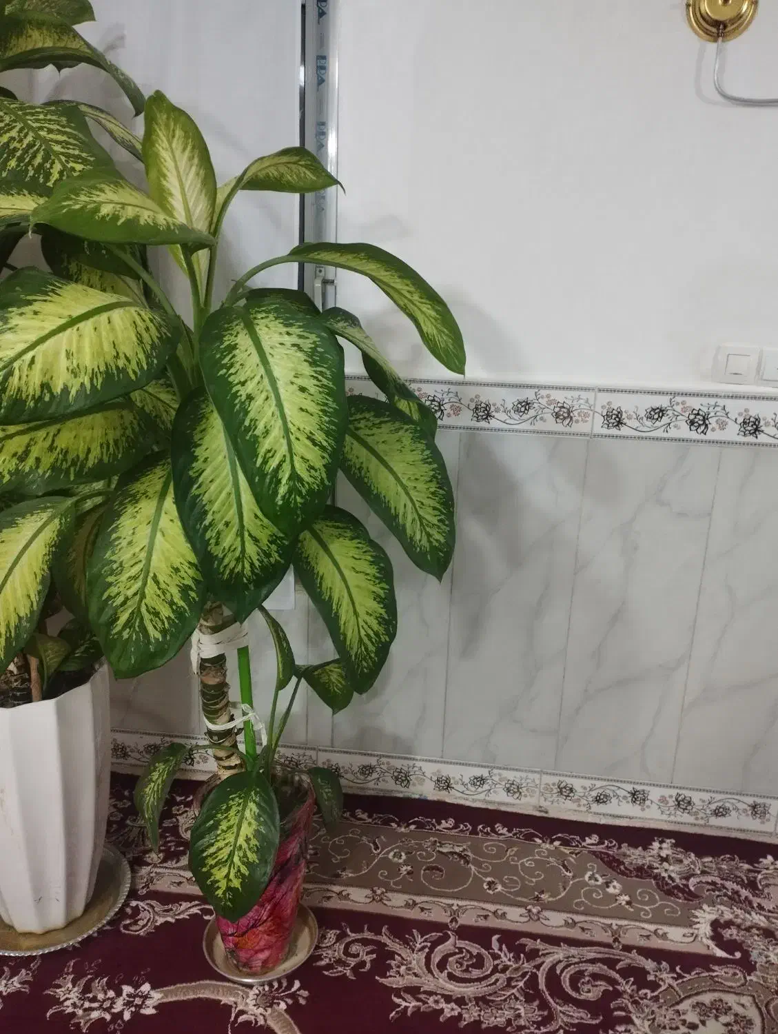 گل دیفن باخیا با گلدان|گل و گیاه طبیعی|سنقر, |دیوار