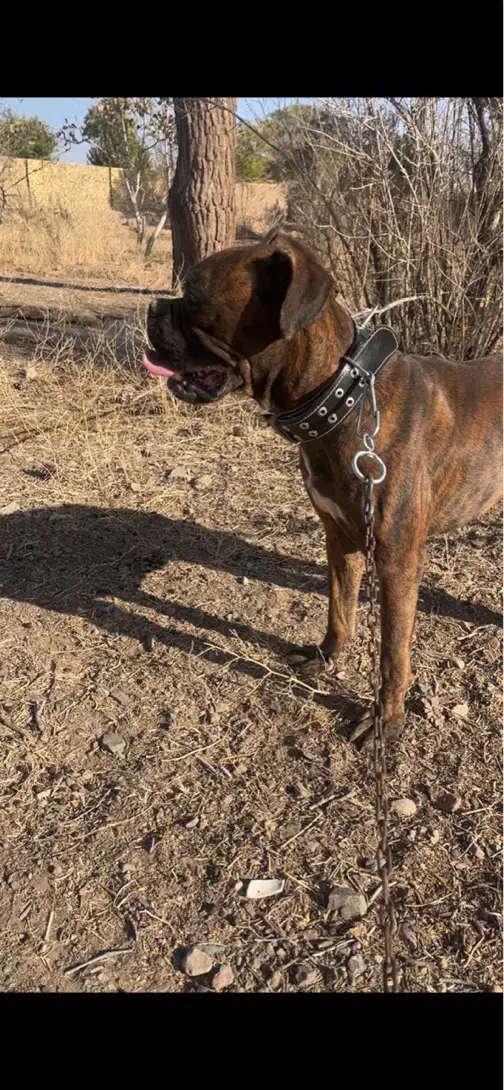 سگ باکسر|سگ|مشهد, ادیب نیشابوری (شهرک غرب)|دیوار