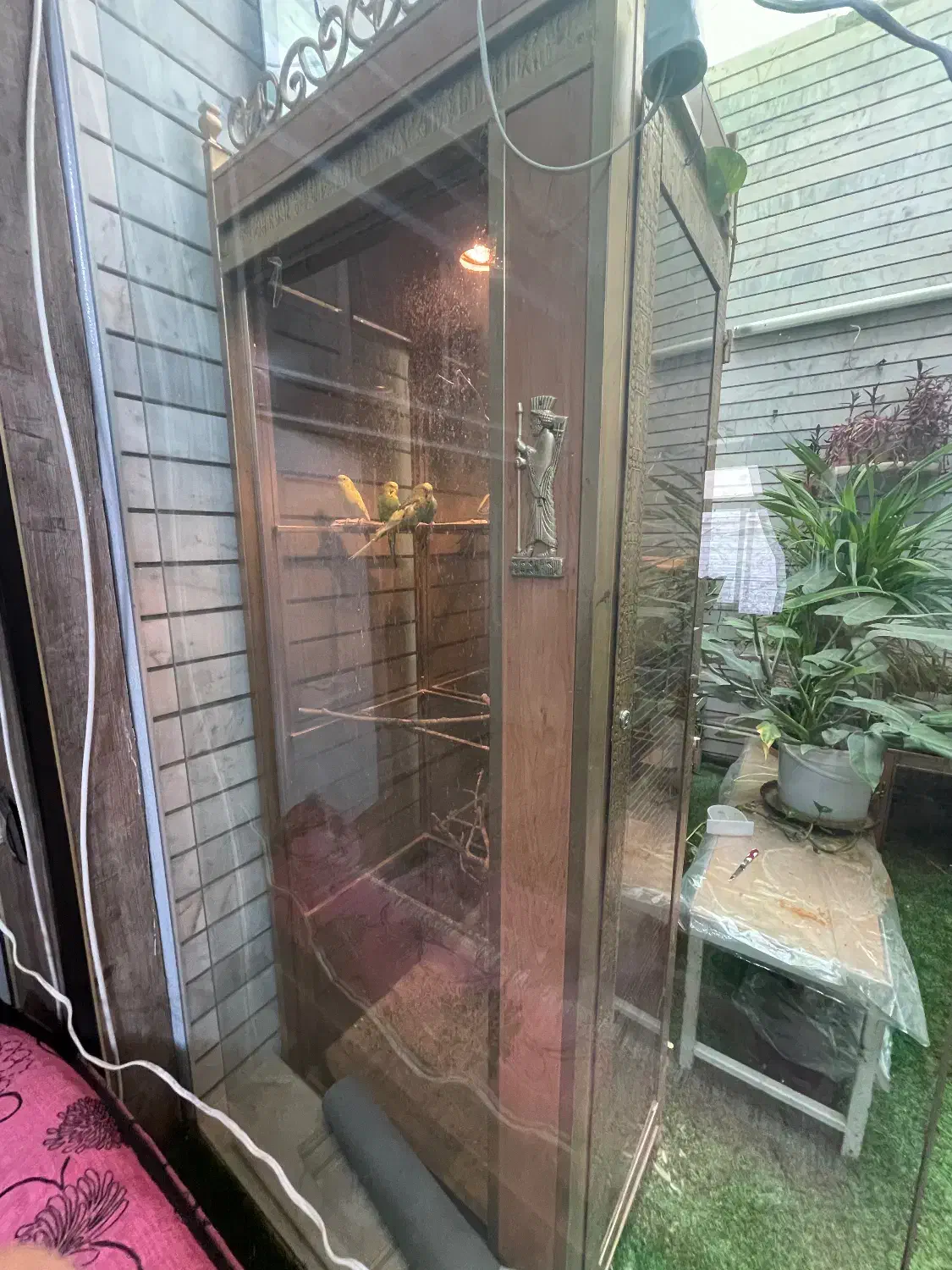 مرغ عشق|پرنده|خمینی‌شهر, |دیوار