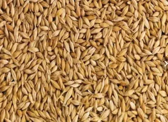 جو درجه یک|لوازم جانبی حیوانات|گتوند, |دیوار