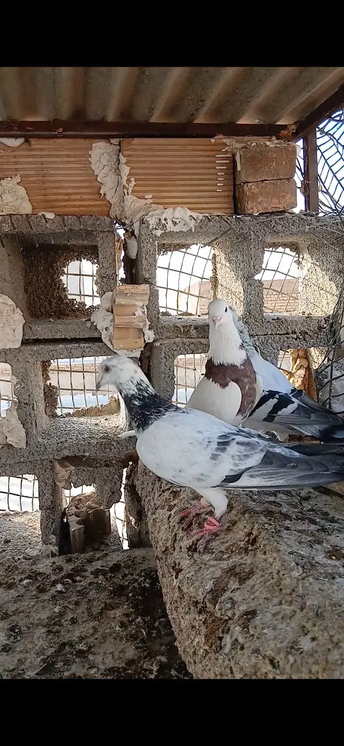 پرنده سالم وسرحال|پرنده|شوشتر, |دیوار