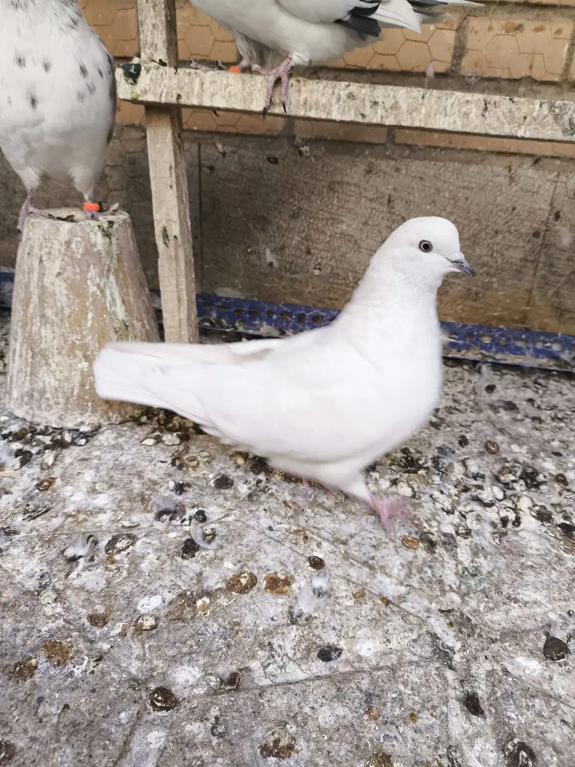 دوتا کفتر ماده|پرنده|خمینی‌شهر, |دیوار