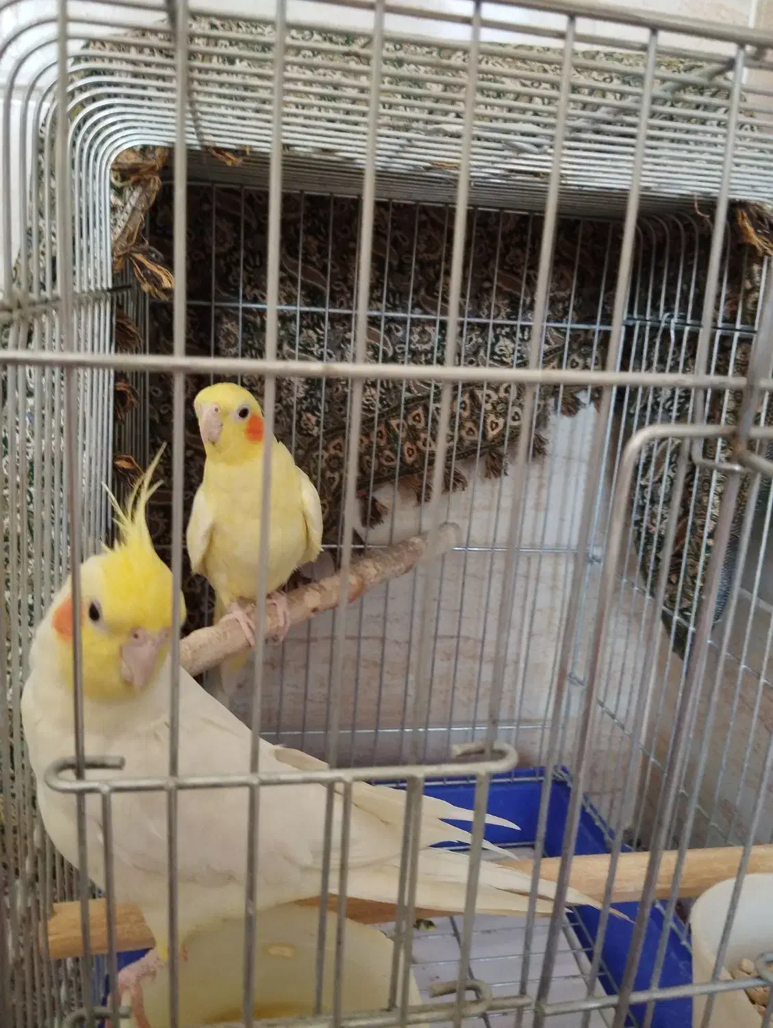 عروس هلندی لوتینو سخنگو|پرنده|ماهان, |دیوار