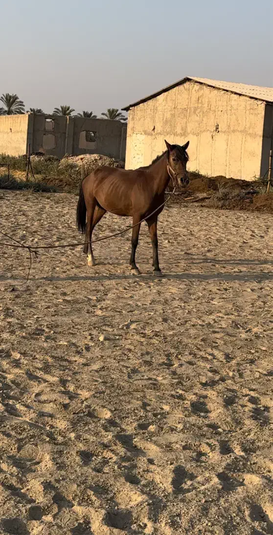 فروش مادیون ابستن سواری رهوار|اسب و تجهیزات اسبسواری|برازجان, |دیوار