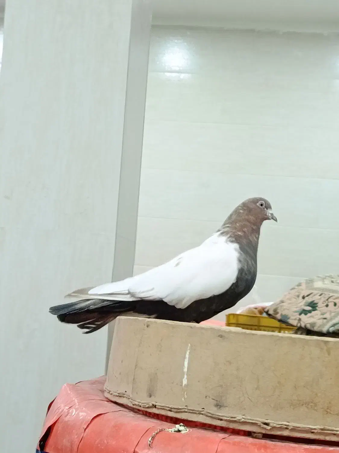 سینلی دورنگ|پرنده|ابهر, |دیوار