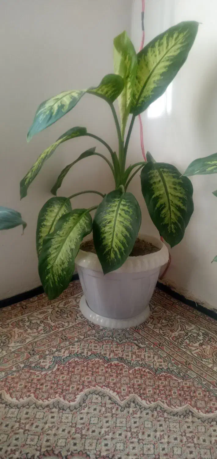 گل دیفن|گل و گیاه طبیعی|عنبران, |دیوار