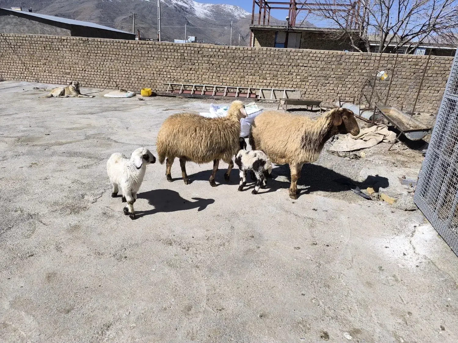 میش بره|حیوانات مزرعه|بیرانوند, |دیوار