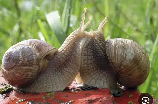 حلزون|خزنده|کوهدشت, |دیوار