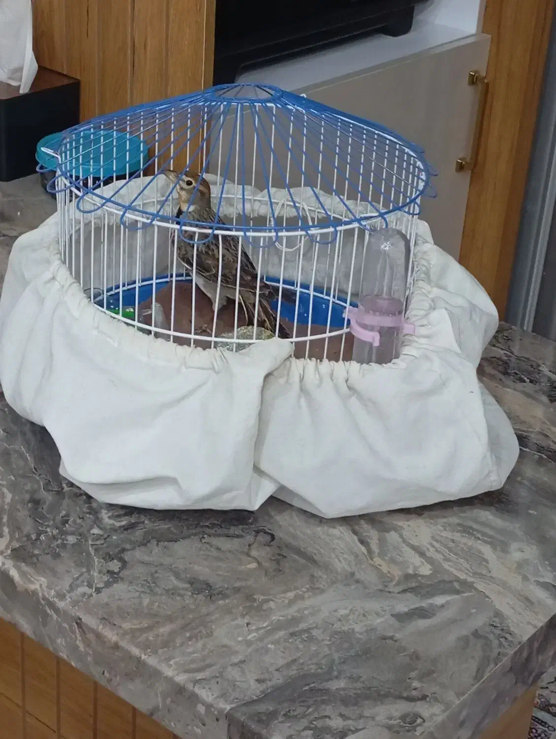 سهره خاکی|پرنده|اردبیل, |دیوار