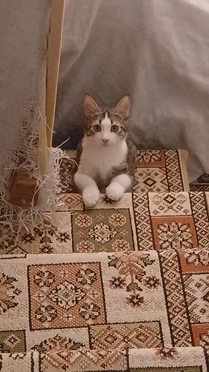 واگذاری گربه|گربه|بجنورد, |دیوار