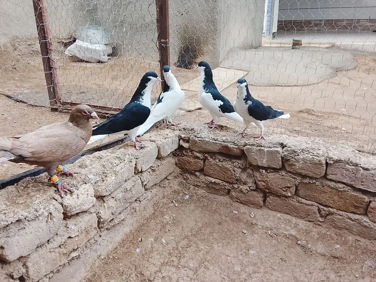 چند جفت کفتر هم پرشی هم جفتی|پرنده|دشتابی, |دیوار