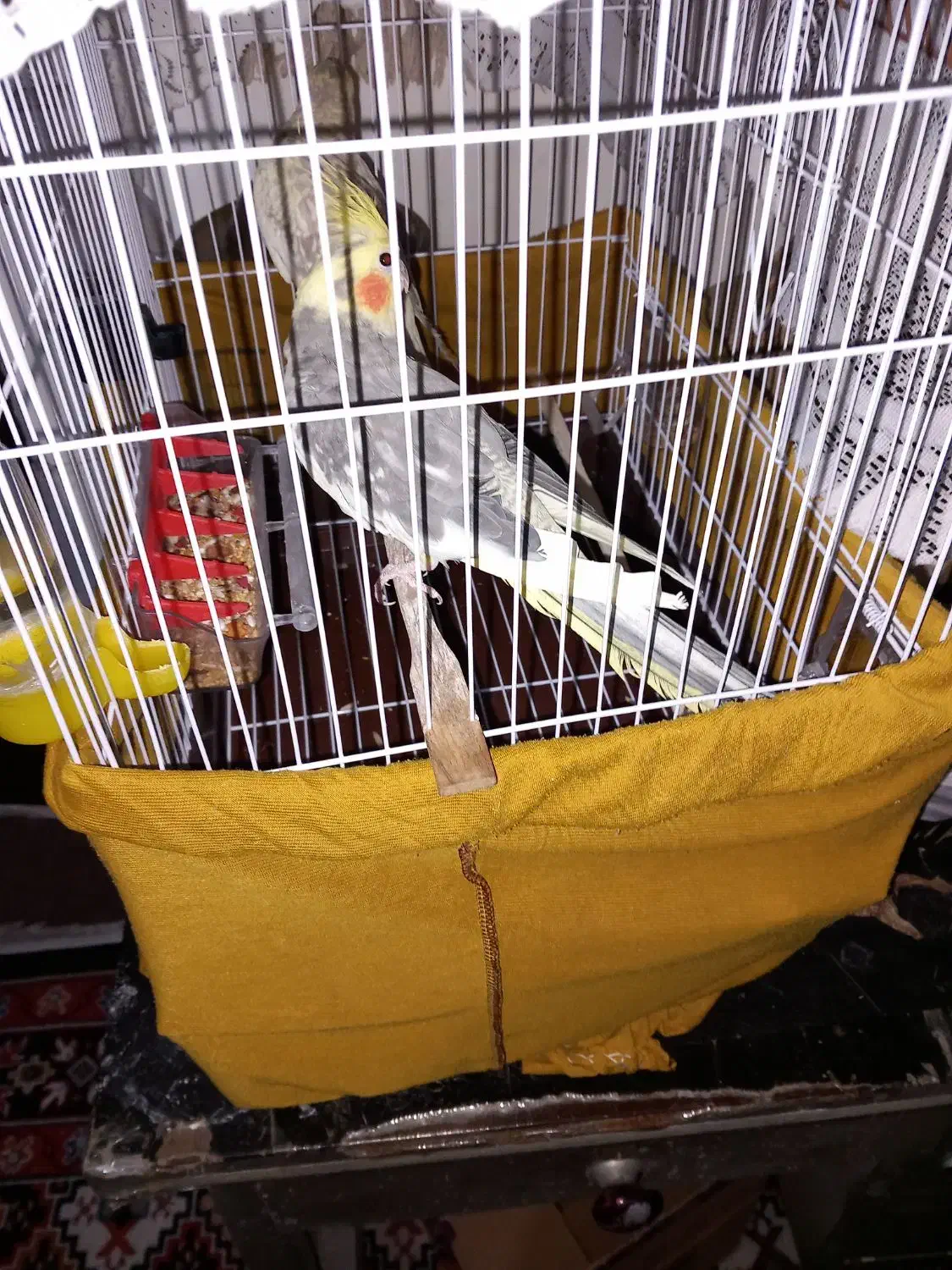 طوطی عروس|پرنده|آستانه اشرفیه, |دیوار