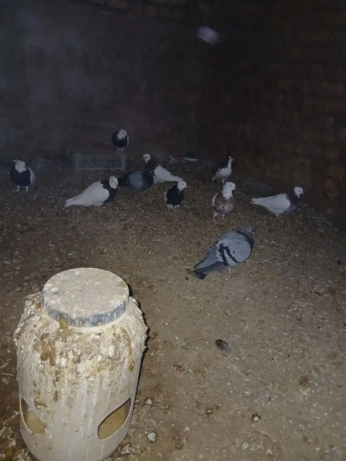 طوقی|پرنده|جوین, |دیوار