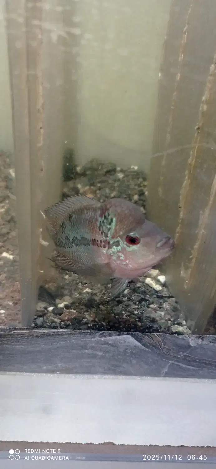 فلاور|ماهی|مشهد, شهید معقول|دیوار