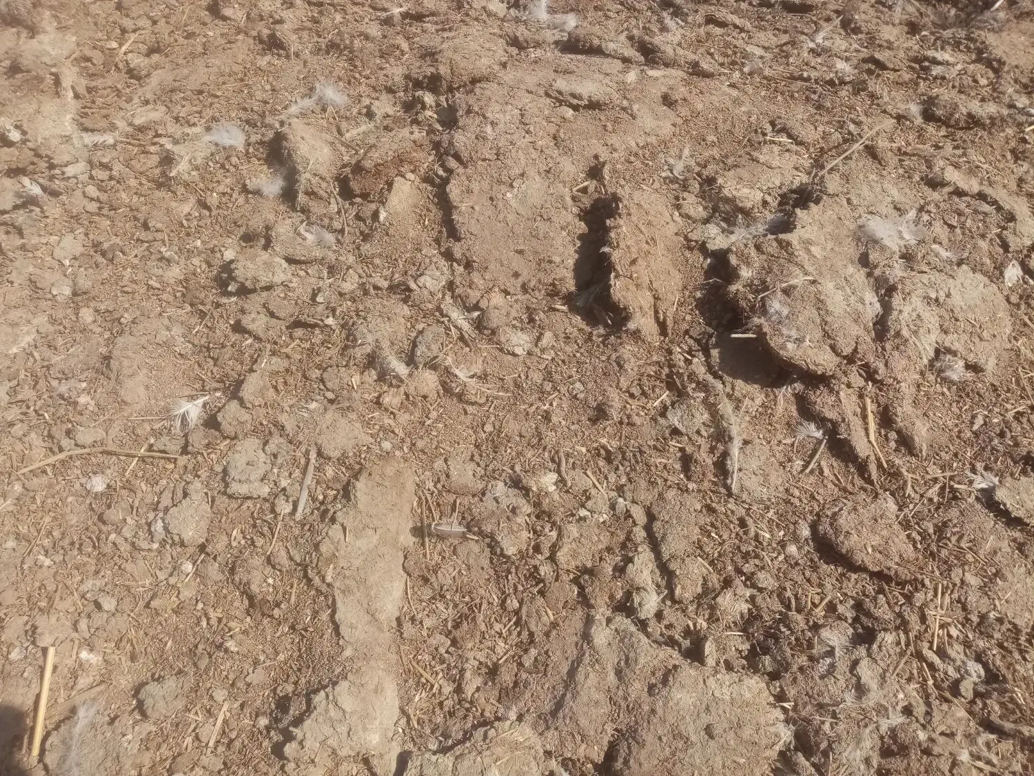 کود بوقلمون گوشتی|خدمات باغبانی و درختکاری|دشتابی, |دیوار