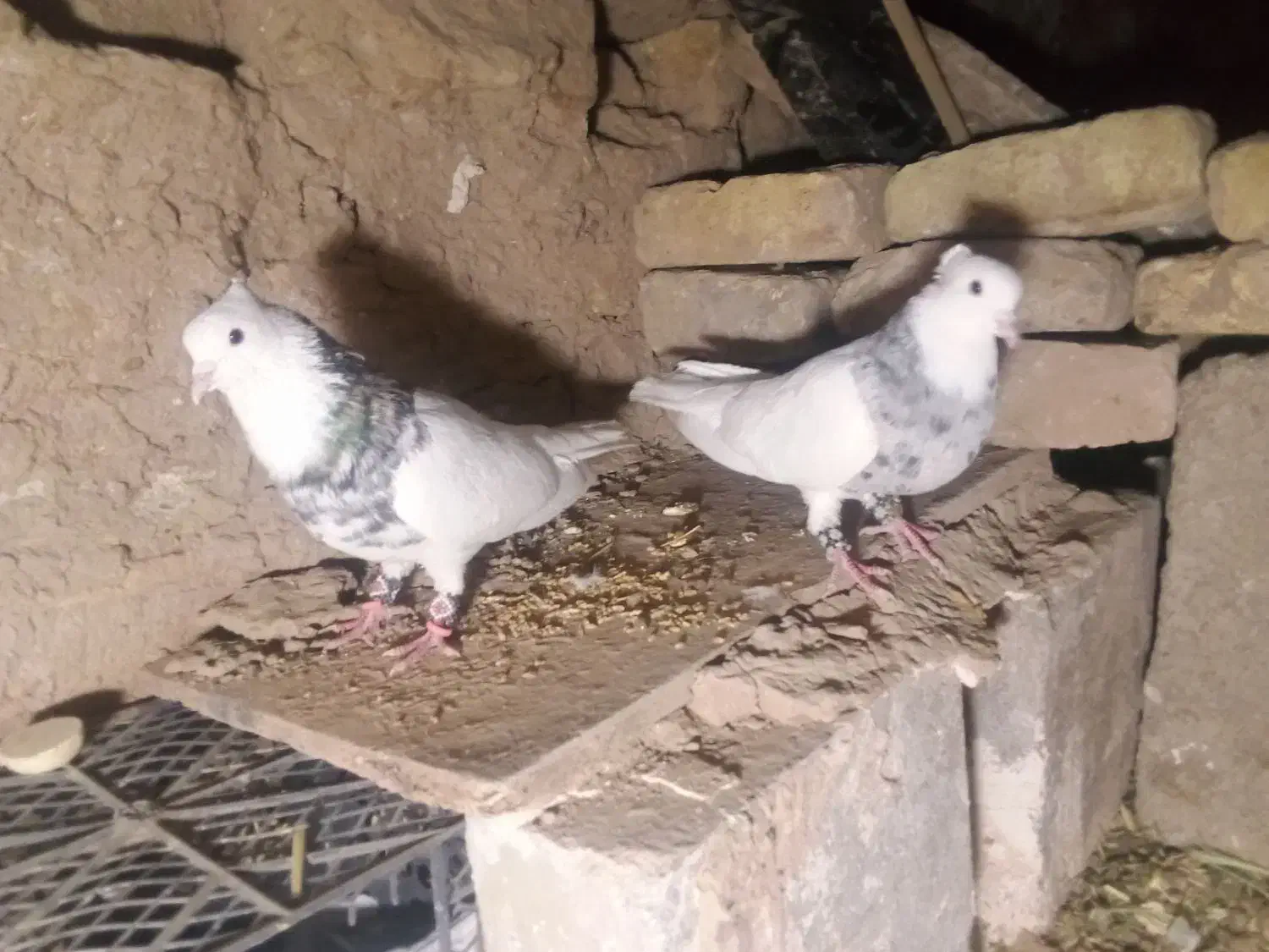 کبوتر|پرنده|تایباد, |دیوار