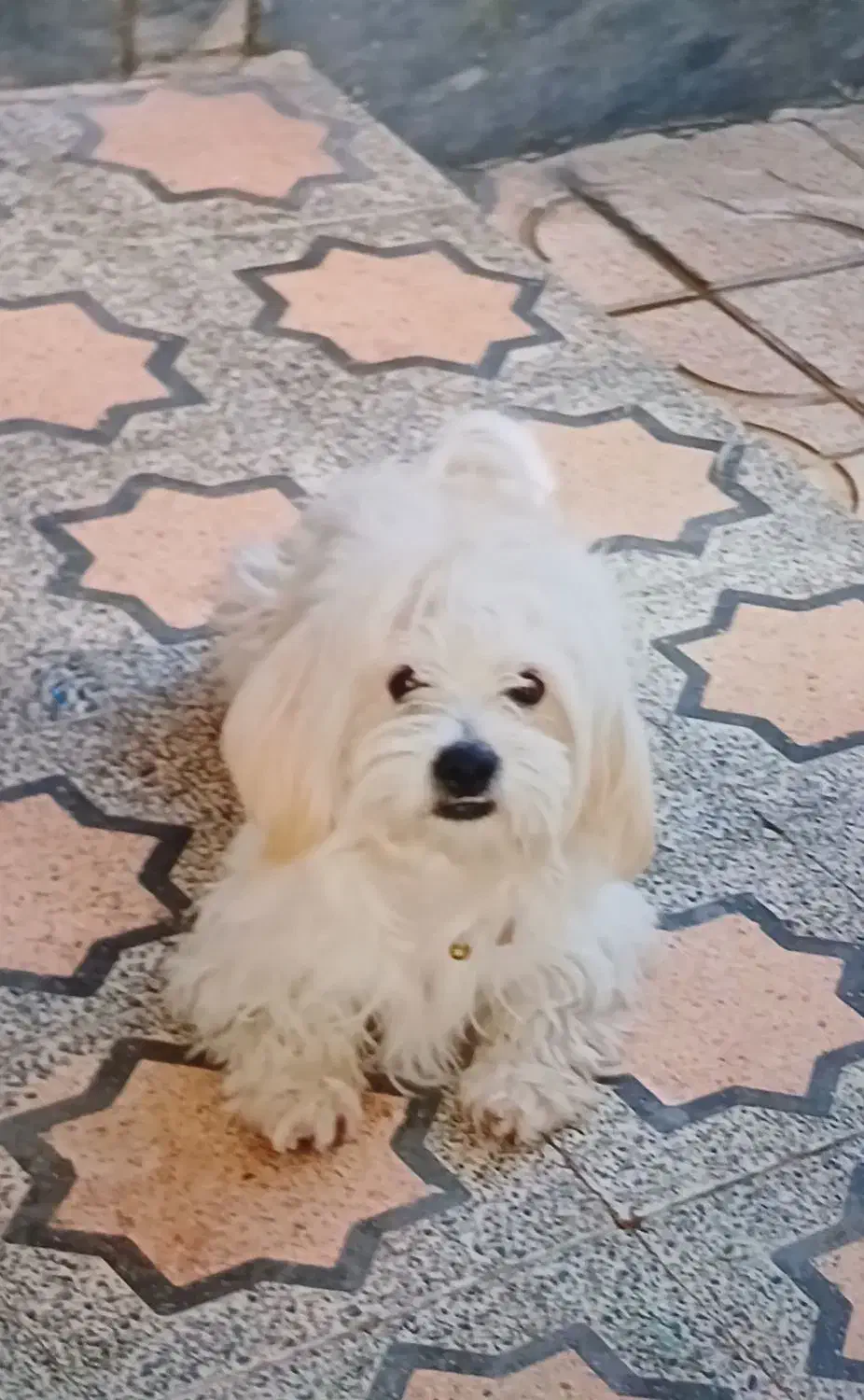 قیمت ۱۰تومن کمتر خواستی میدم|سگ|قزوین, |دیوار