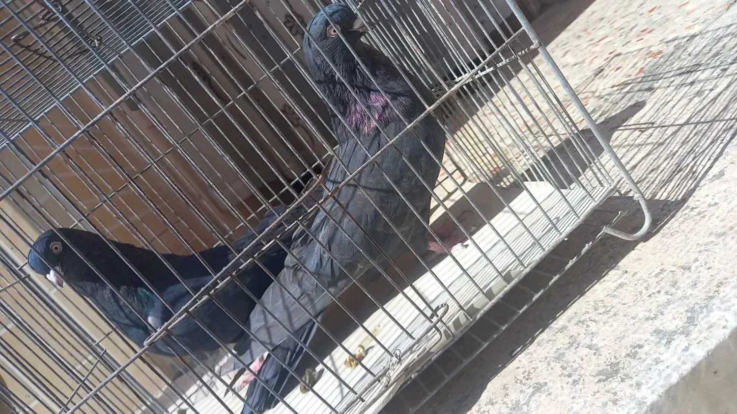 کبوتر نوک ریز چشم نوک سرور|پرنده|بروجن, |دیوار