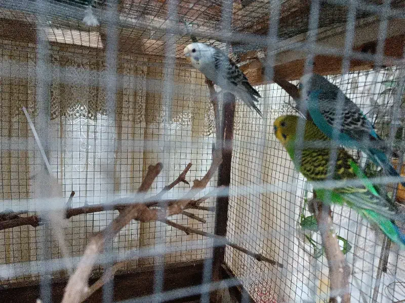 مرغ عشق|پرنده|فاروج, |دیوار