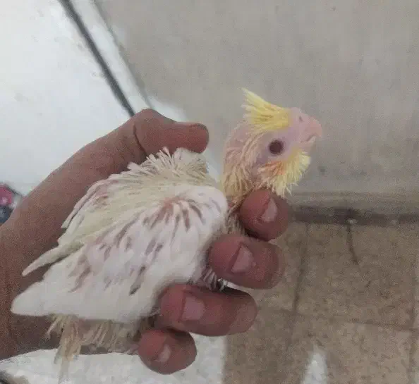 جوجه عروس هلندی لوتینو سرلاکی|پرنده|شیراز, کوشک میدان|دیوار