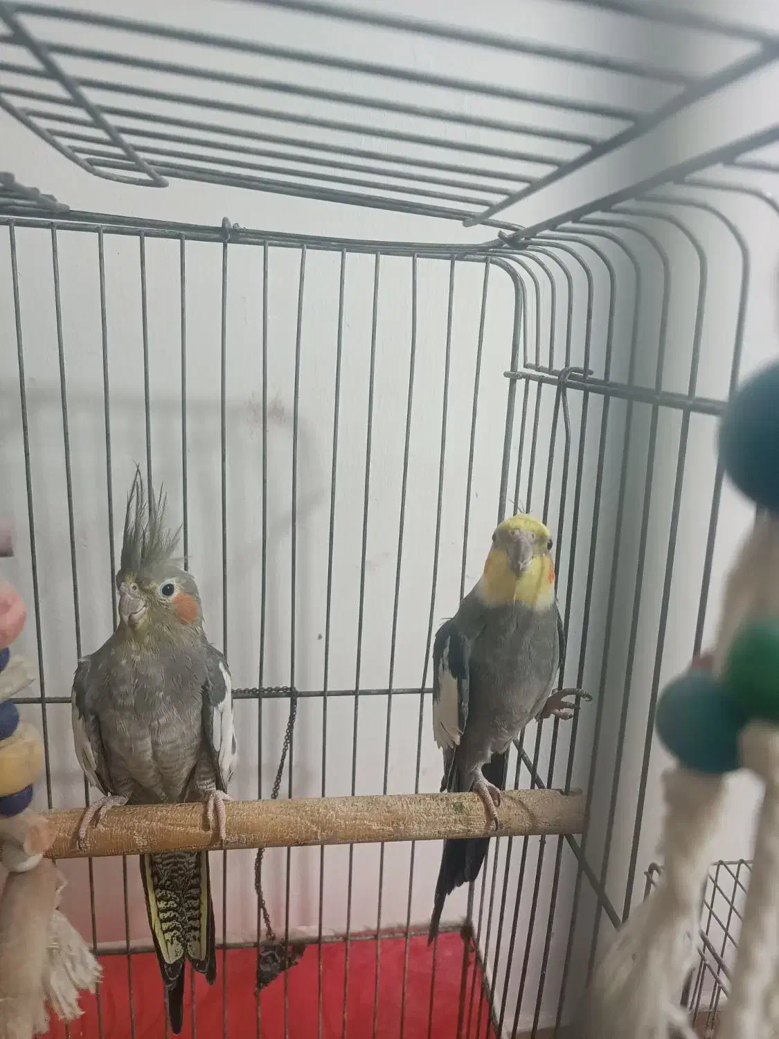 عروس هلندی نرو ماده مولد سخن گو|پرنده|لاهیجان, کوی آزادگان|دیوار