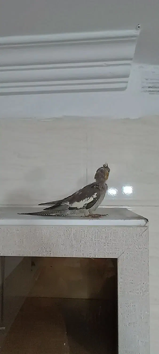 دوتا جوجه دستی و فنچ|پرنده|پاکدشت, خاتون آباد|دیوار