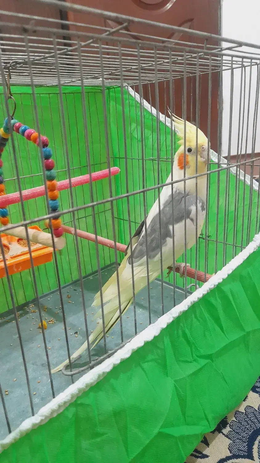 عروس هلندی معاوضه با قناری|پرنده|خوی, |دیوار