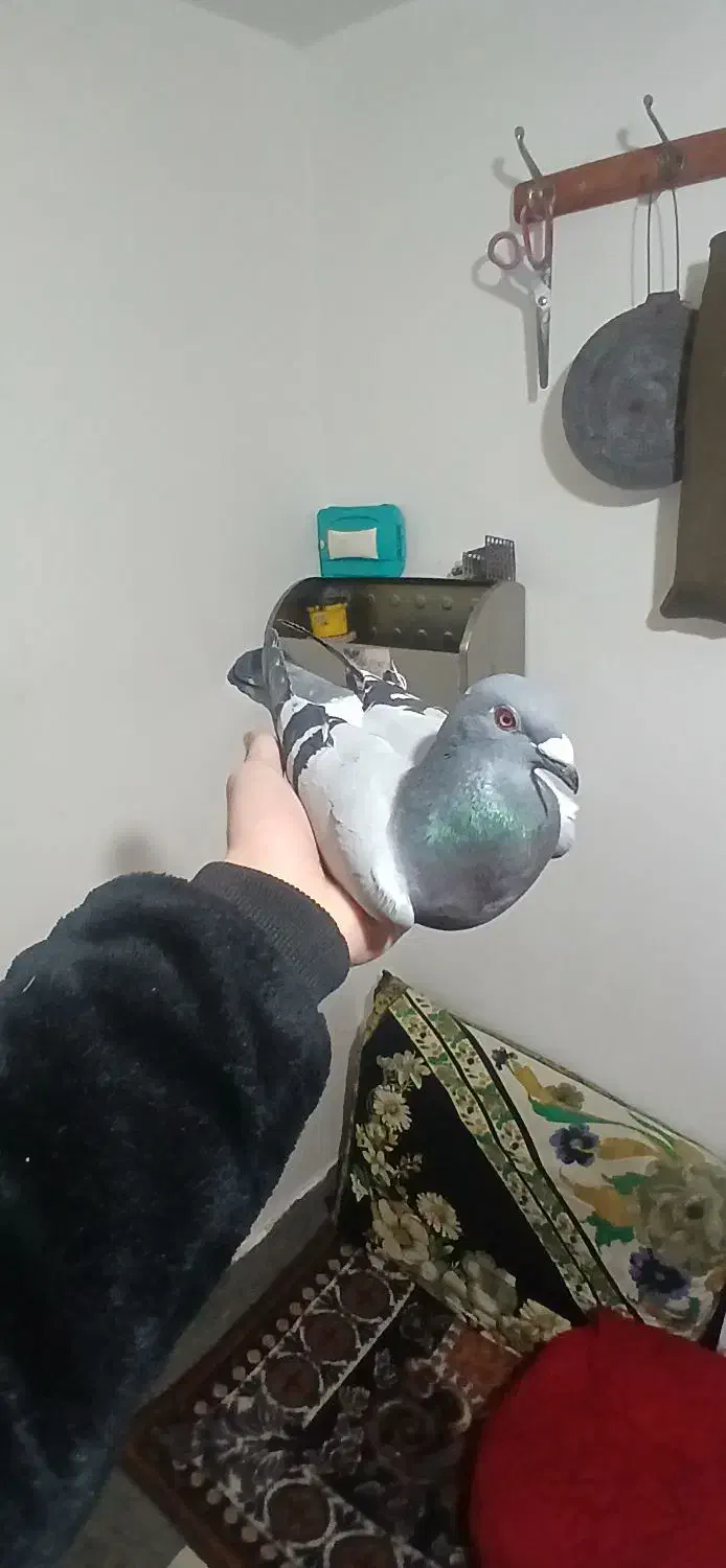 کبوتر دوبر|پرنده|اردبیل, |دیوار