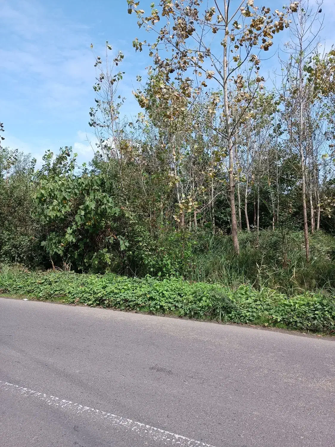 زمین روستایی 300 متری نبش آسفالت قابلیت ساخت|فروش زمین و ملک کلنگی|لنگرود, |دیوار