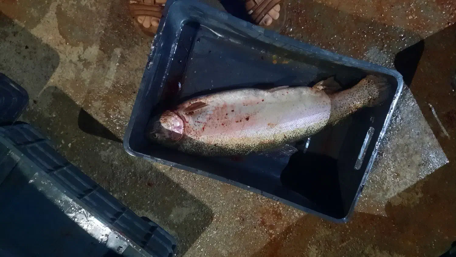 نیاز به نیرو کار جهت کار در پرورش ماهی|استخدام صنعتی، فنی، مهندسی|شهرکرد, |دیوار