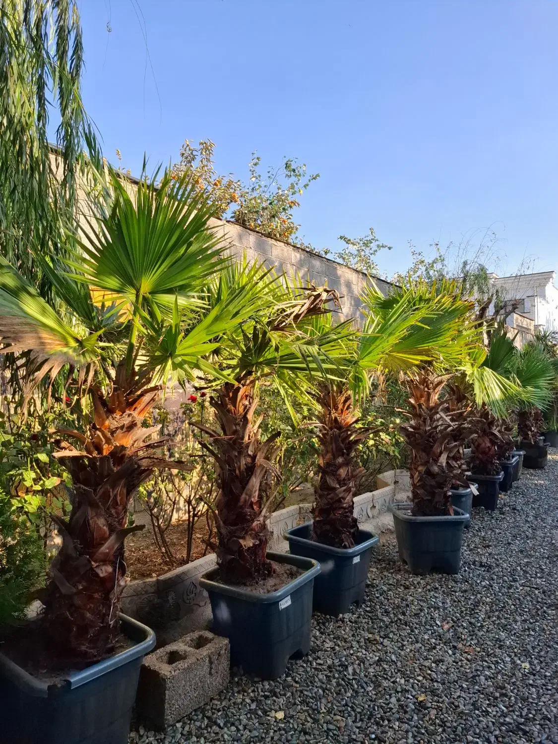 فروش پالم یوکا یاس نخل گیاهان زینتی بدون واسطه|خدمات باغبانی و درختکاری|تهران, سعادت‌آباد|دیوار