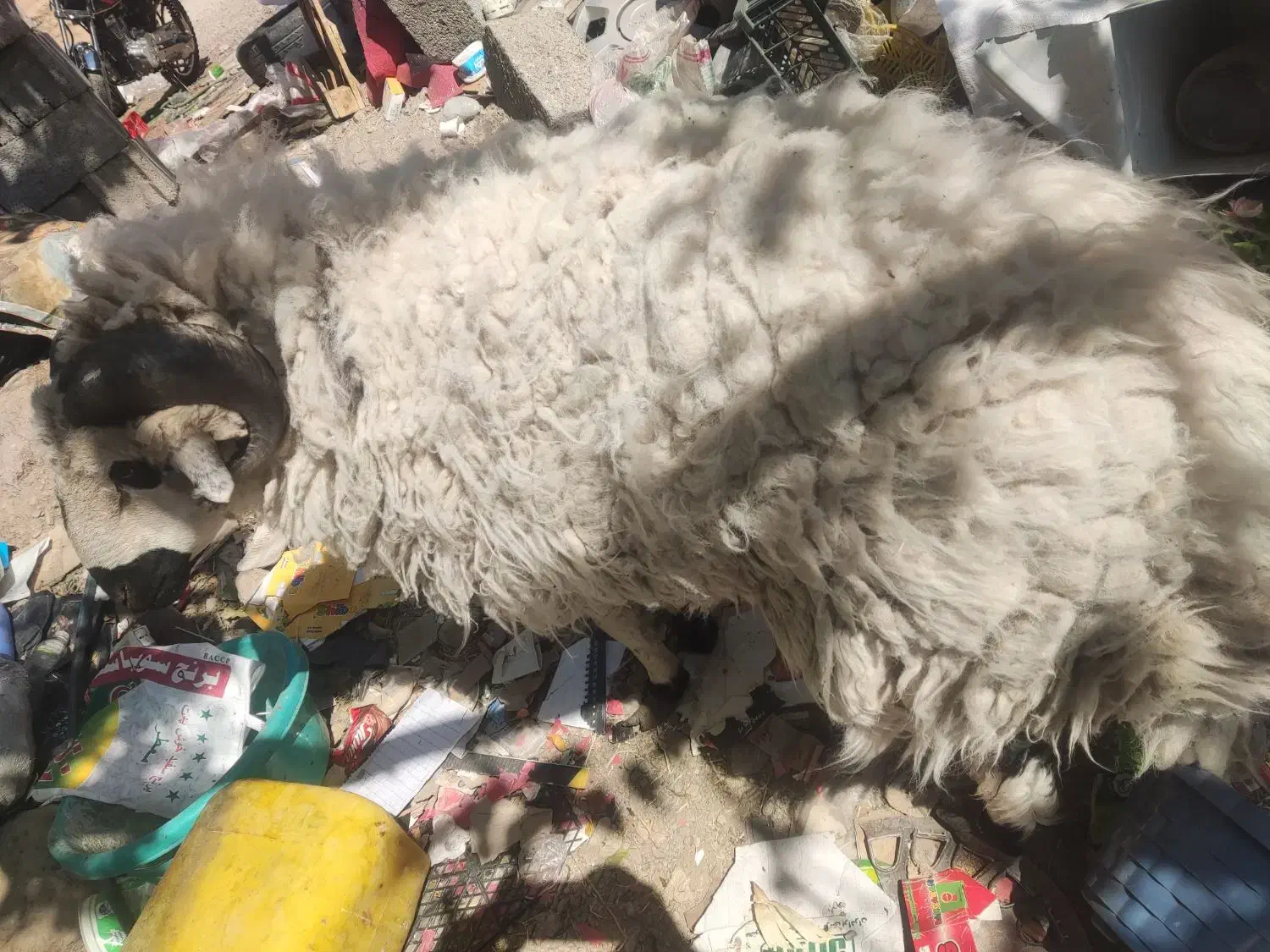 بره نر معاوضه باموتور|حیوانات مزرعه|زرند, |دیوار