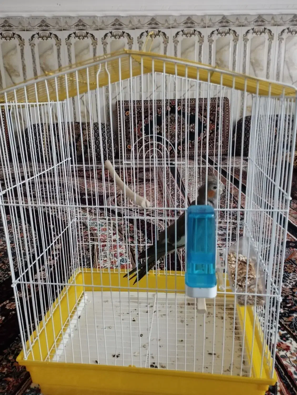 قیمت250ملیون|پرنده|سراوان, |دیوار