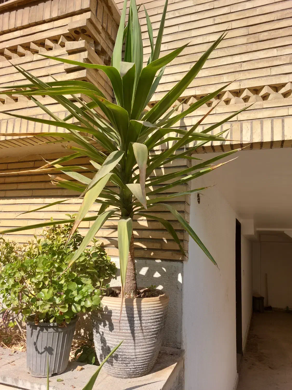 گلدان باگل یوکا|گل و گیاه طبیعی|تهران, امانیه|دیوار