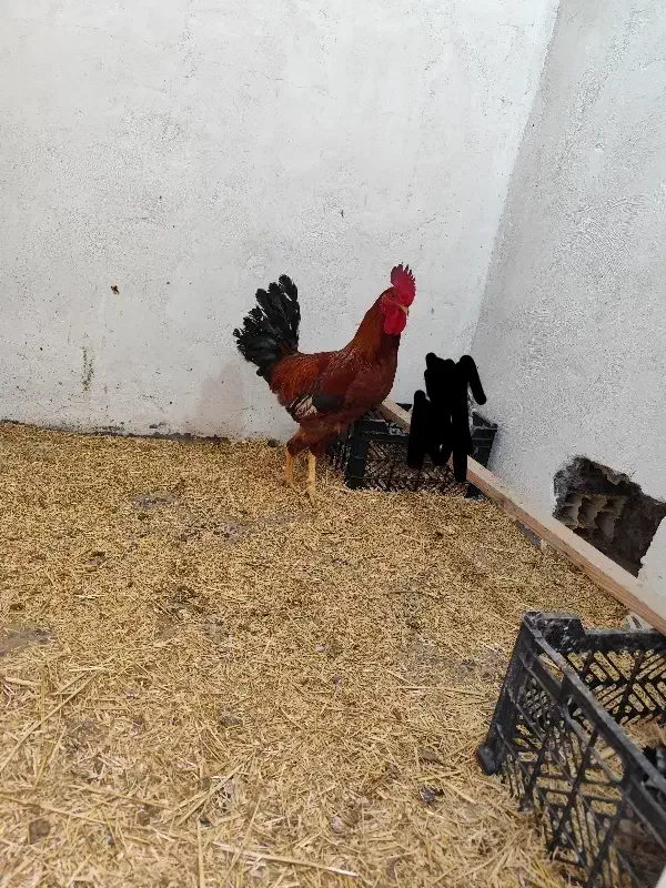 خروس عربی|حیوانات مزرعه|امیدیه, |دیوار